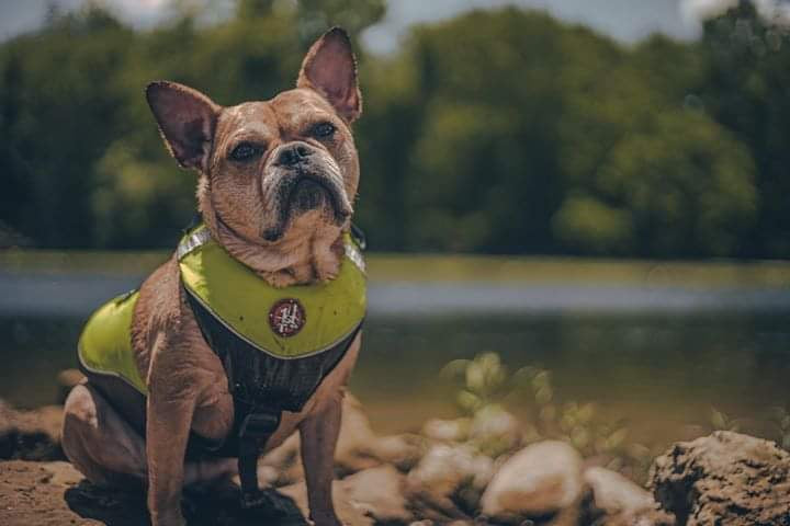 AK-1000 - Dog Flotation Vest